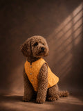 Yellow Royale Sherwani
