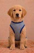 Blue Stripe Pet Tshirt