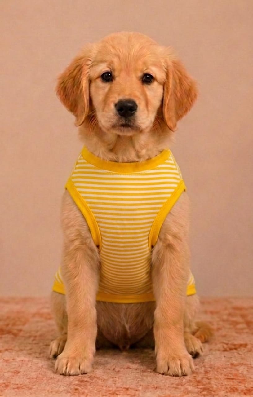 Yellow Stripe Pet Tshirt