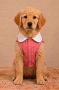 Candy Stripe Pet Tank Top